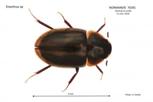 Enochrus nigritus